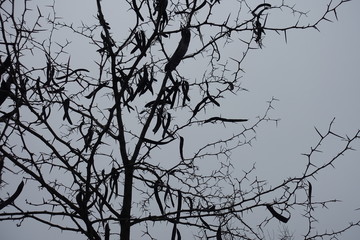 Spiny branches of Styphnolobium japonicum against grey sky in winter
