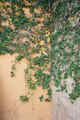 ivy on the wall