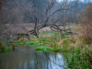 forest river in autumn time. calm and serenity
