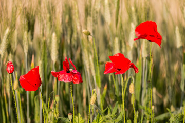 Papaveri nel Campo di Grano