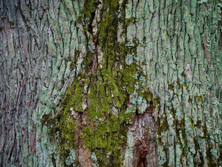 bark old oak in moss in autumn