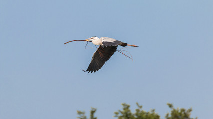 Airone Cenerino in Volo