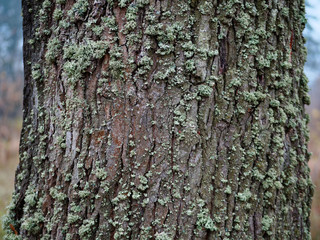 bark old oak in moss in autumn