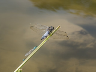Eine kleine und eine große Libelle sitzen harmonisch auf einen aus den Wasser ragenden kleinen Ast. © goldi59