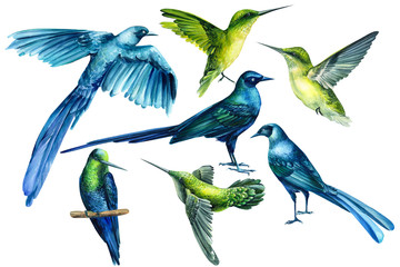 set of tropical birds on an isolated white background, watercolor illustration. Long-tailed Glossy Starling, Hummingbird