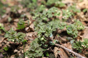 Deep green texture of the vinery in the forest.