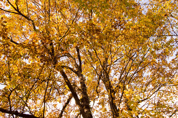 yellow tree in autumn