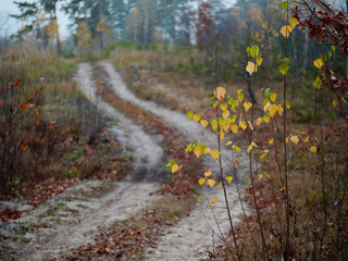 forest country road curve cloudy golden autumn