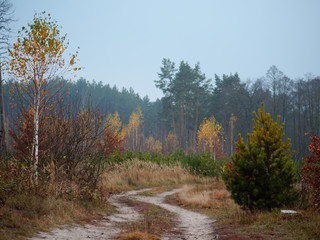 Fototapeta premium forest country road curve cloudy golden autumn
