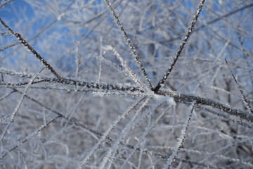 Ice spikes on thin branch against blue sky in winter