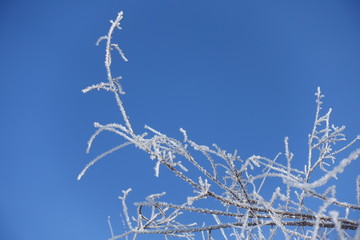 Pure white hoar frost on thin branches against blue sky