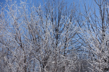 Trees covered with hoar frost against blue sky in winter