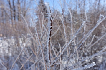 Upright twig covered with hoar frost against blue sky in winter