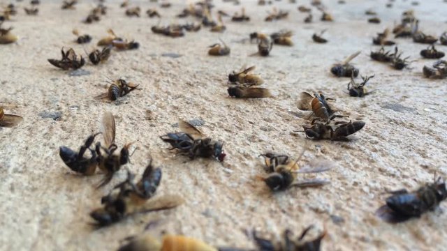 Dead bee on ground. Bees are flying insects closely related to wasps and ants, known for their role in pollination and, in the case of the best-known bee species. footage