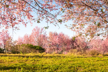 The field of blossoming pink Wild Himalayan cherry flowers (Thailand's sakura or Prunus cerasoides), known as Nang Phaya Sua Khrong in Thai at Phu Lom Lo mountain, Loei, Thailand.