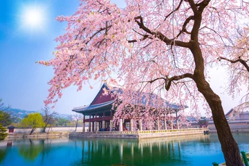 Gordijnen Gyeongbokgung palace with cherry blossom tree in spring time in seoul city of korea, south korea. © panyaphotograph