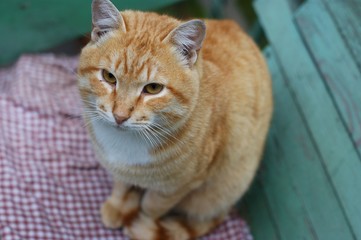 Closeup of a street orange cat sleeping and sitting on a wooden chair