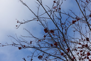 Leafless branches of rowan with red berries against blue sky  in winter
