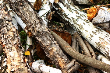 Close up of tree trunk in forest