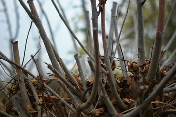 Close up of tree trunk in forest