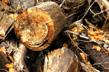 Close up of tree trunk in forest