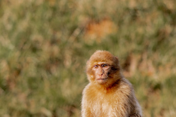 Gibraltar monkey in a forest of Spain
