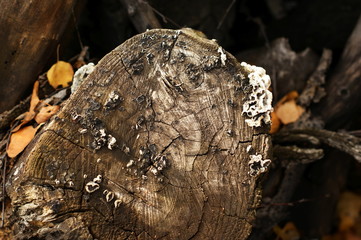 Close up of tree trunk in forest