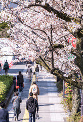 Obraz premium CHIYODA, TOKYO PREFECTURE, JAPAN - March 27, 2019: Visitors enjoying the scenario surrounded by Chidori-ga-fuchi Moat's cherry blossoms (sakura) on a rental boat ride.