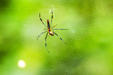 Spider spin a web for catching its victims. Predator of small insects on food chain.