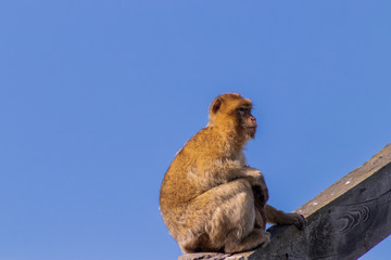 Obraz premium Gibraltar monkey in a forest of Spain