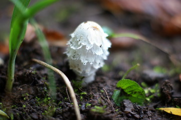 Young mushrooms - toadstools, fly agarics poisonous mushroom