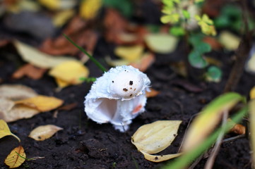 Young mushrooms - toadstools, fly agarics poisonous mushroom