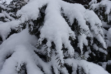 Lots of snow on branches of yew in winter
