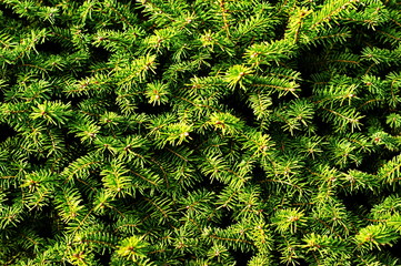 Pine tree branches. A dried squid in tree with green leaves