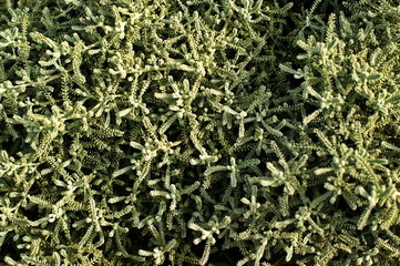 Pine tree branches. A dried squid in tree with green leaves