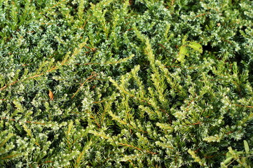 Pine tree branches. A dried squid in tree with green leaves