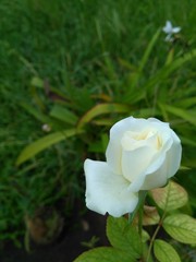 rose on green background