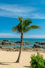 Tropical coast view with a palm tree, beach and stones