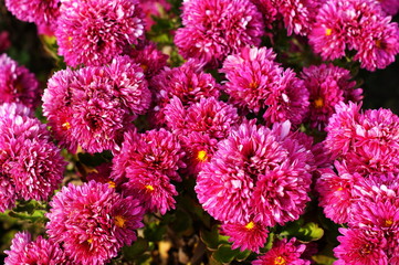 Beautiful nature White and pink flowers. Beautiful garden.