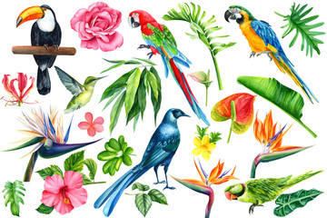 Set of tropical birds, flowers and leaves on an isolated white background, watercolor illustration. Starling, hummingbird, toucan, parrot. Jungle plants, strelitzia, hibiscus, ficus, rose, anthurium 