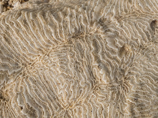 Coral texture with porous surface