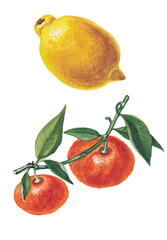 Mandarin with leaves and lemon on white background.