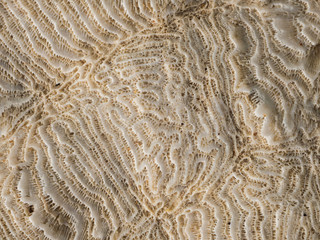 Coral texture with porous surface