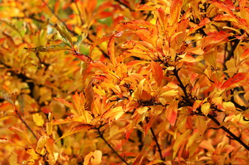 Pine tree branches. A dried squid in tree with green leaves