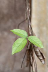 green sprout on a tree