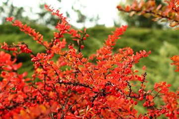 Fototapeta premium Ripe red berries of barberry on branch close-up. Fructiferous shrub