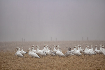 A flock of Snow Geese in flight over Pennsylvania farmland on a foggy, late-winter morning.