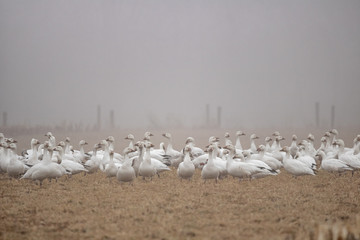 A flock of Snow Geese in flight over Pennsylvania farmland on a foggy, late-winter morning.