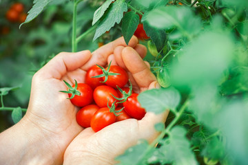 Fresh harvested cherry tomatoes in hands