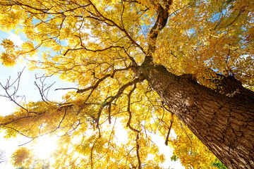 Großer kräftiger Baum mit einer leuchtend gelben Baumkrone